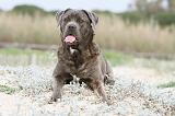 CANE CORSO 556